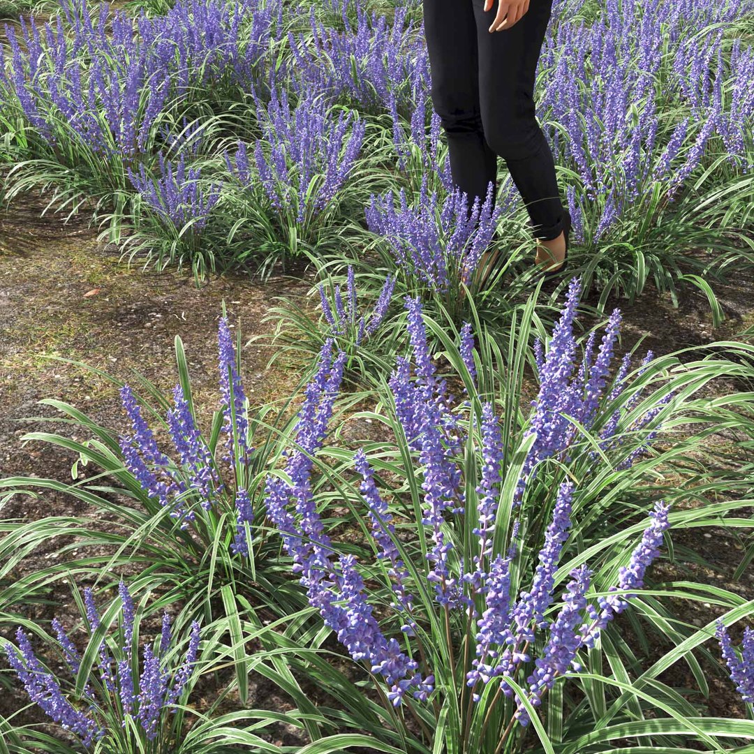 Real Grass 3D https://p.turbosquid.com/ts-thumb/OZ/wuh43I/VJ/vpliriopemuscariv3field/jpg/1695472760/1920x1080/fit_q87/265d9ba01fe8344102366fcc7ca3ed1cdeb45e55/vpliriopemuscariv3field.jpg