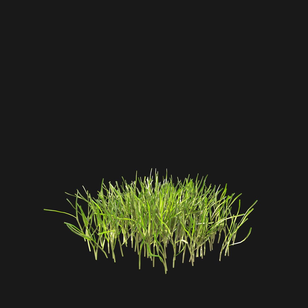 Real Grass 3D https://p.turbosquid.com/ts-thumb/OZ/wuh43I/W1/vppoapratensisv14/jpg/1695472779/1920x1080/fit_q87/6ba6b2453019597d9f95a9f7bca8f196f7748ce1/vppoapratensisv14.jpg