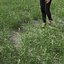 真草