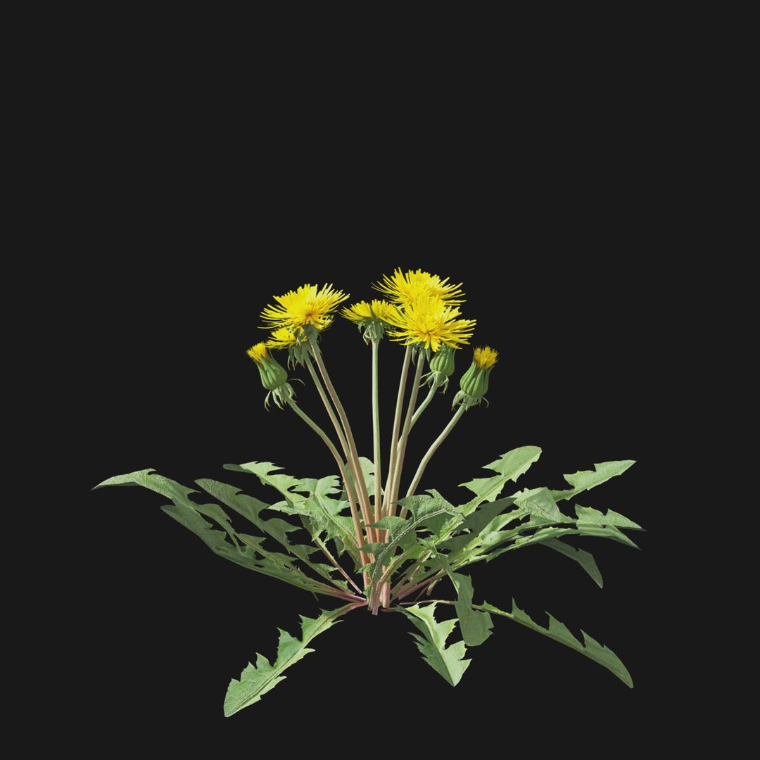 Real Grass 3D https://p.turbosquid.com/ts-thumb/OZ/wuh43I/X0/vpdandelionv2/jpg/1695472716/1920x1080/fit_q87/176b7aafaca558d23b0f52e687b714c3c358e10e/vpdandelionv2.jpg