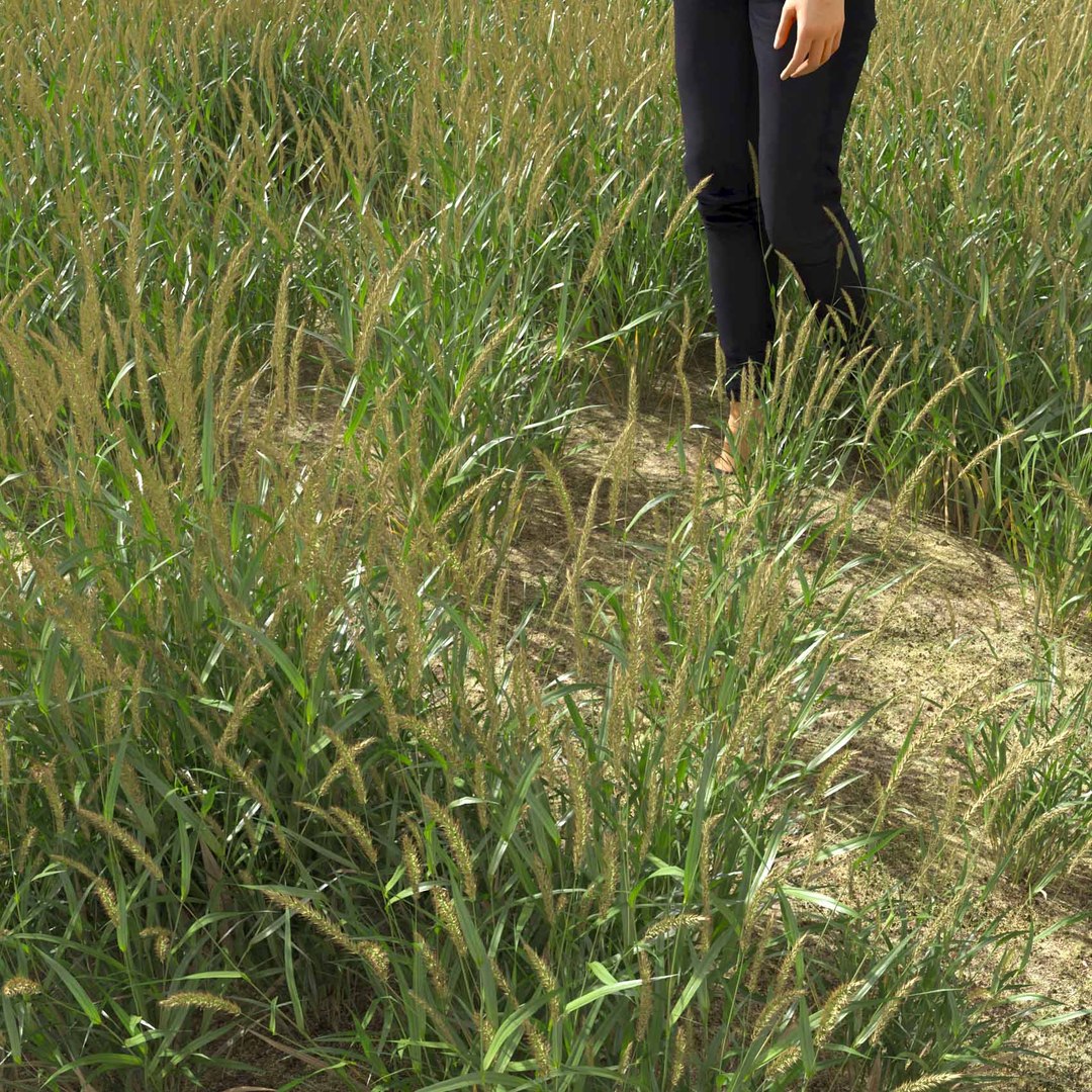 Real Grass 3D https://p.turbosquid.com/ts-thumb/OZ/wuh43I/Yl/vpalopecuruspratensisv5field/jpg/1695472685/1920x1080/fit_q87/0a31a15b67f5b99101b9d3a30e957e16675abc0d/vpalopecuruspratensisv5field.jpg