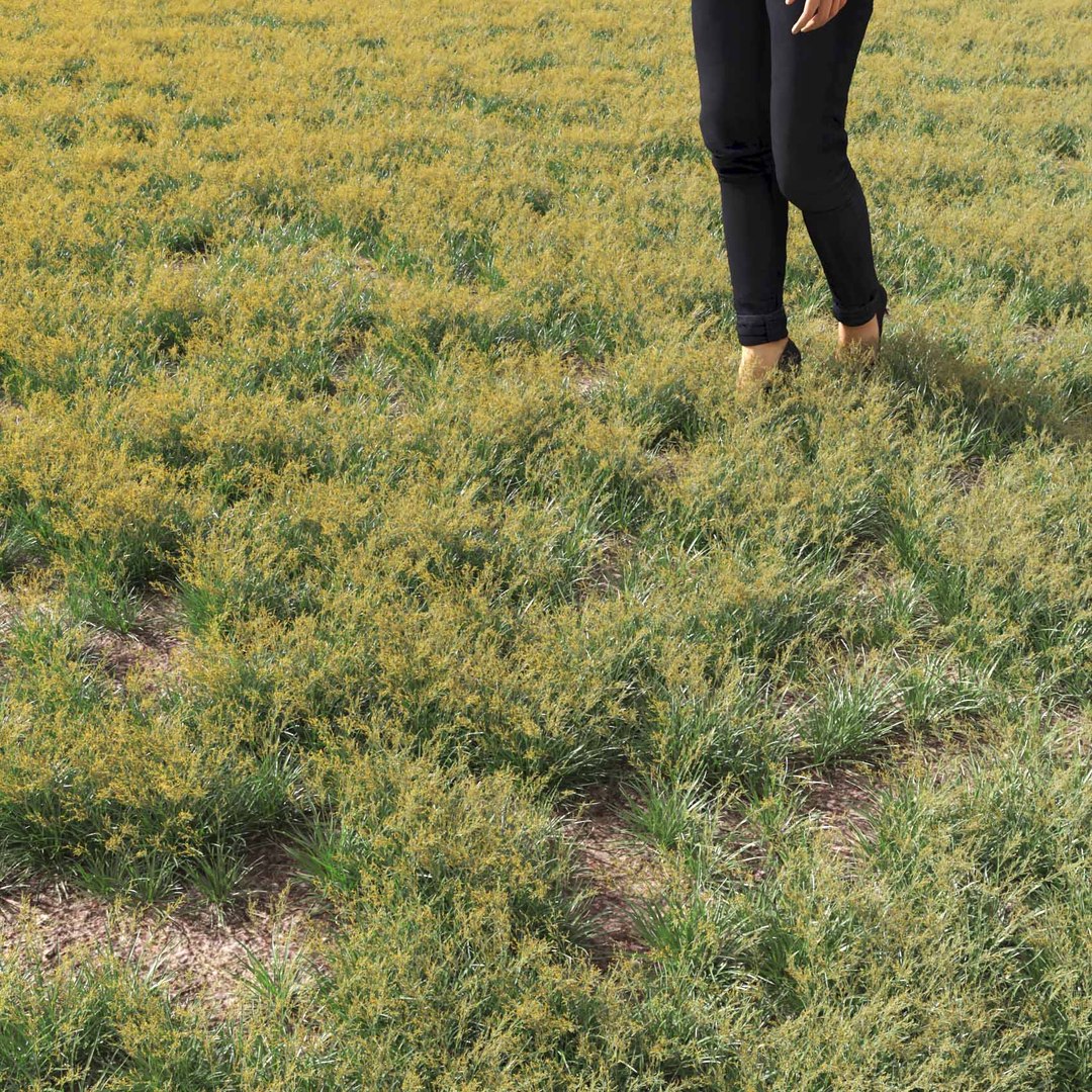 Real Grass 3D https://p.turbosquid.com/ts-thumb/OZ/wuh43I/aF/vpfestucabaffinensisv2field/jpg/1695472723/1920x1080/fit_q87/77748c2fd624aa388990e5f94cfffef6748428f8/vpfestucabaffinensisv2field.jpg