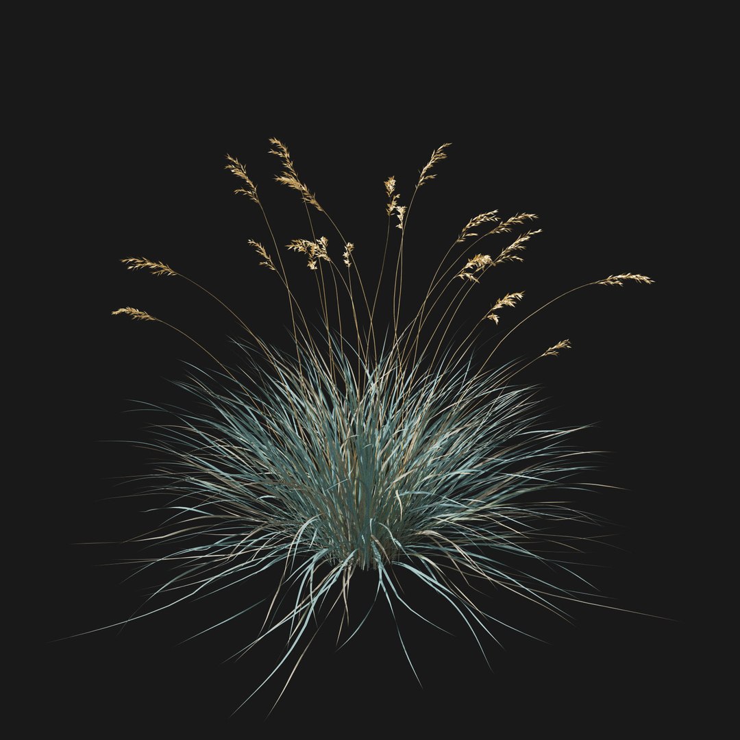 Real Grass 3D https://p.turbosquid.com/ts-thumb/OZ/wuh43I/aU/vphelictotrichonv1/jpg/1695472728/1920x1080/fit_q87/f228c23485e8f064cf41d7fe588d67db4763ba8a/vphelictotrichonv1.jpg