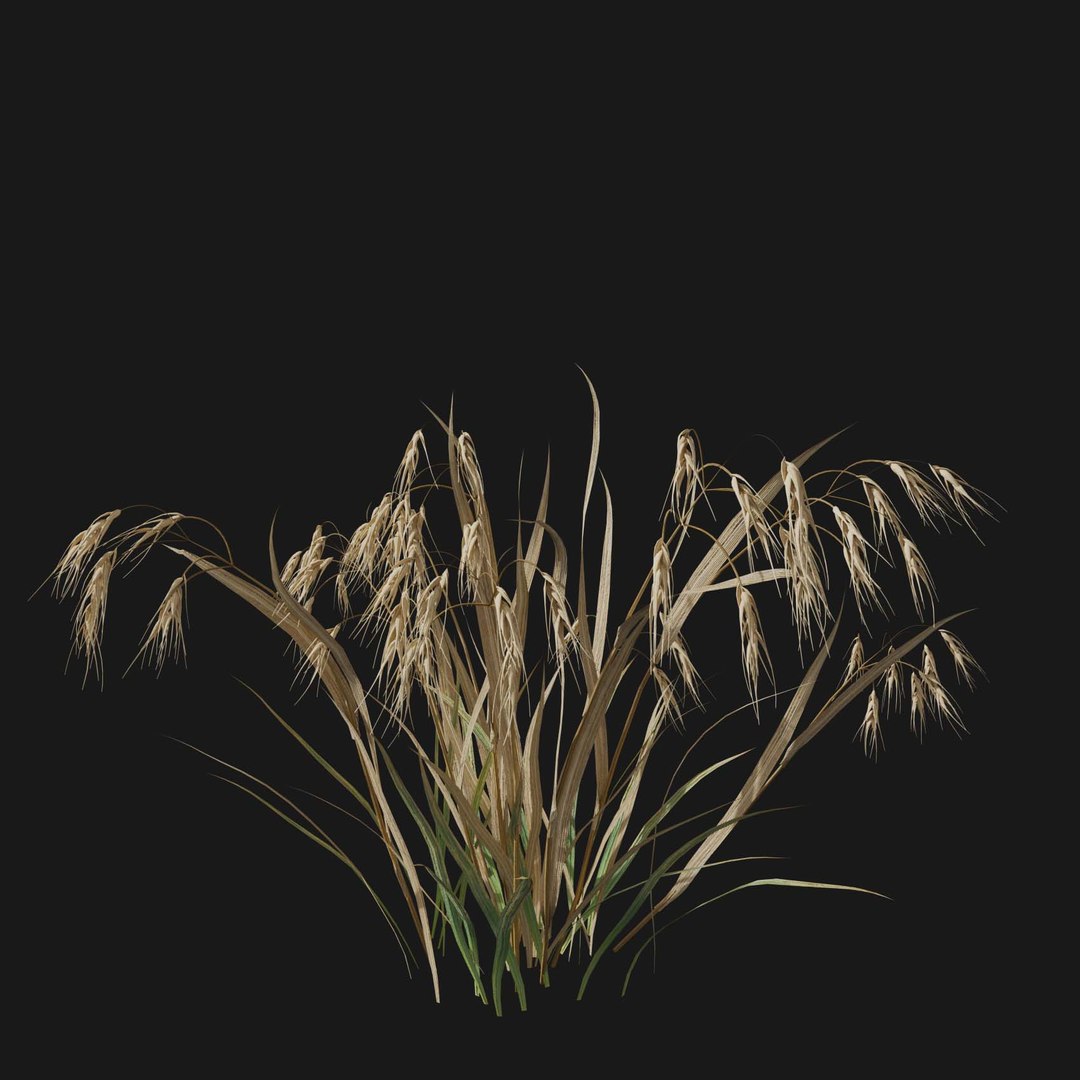 Real Grass 3D https://p.turbosquid.com/ts-thumb/OZ/wuh43I/ag/vpbromustectorumv5/jpg/1695472703/1920x1080/fit_q87/03edc3f6900c3061011a77cc7ae42b0e6a196fac/vpbromustectorumv5.jpg