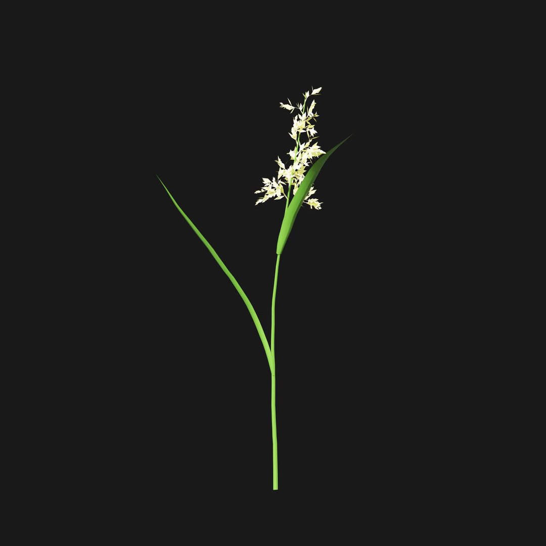 Real Grass 3D https://p.turbosquid.com/ts-thumb/OZ/wuh43I/b9/vpphalarisarundinaceav4/jpg/1695472766/1920x1080/fit_q87/186f7cf471c9acedb807ac29bf24cb0952819ce0/vpphalarisarundinaceav4.jpg