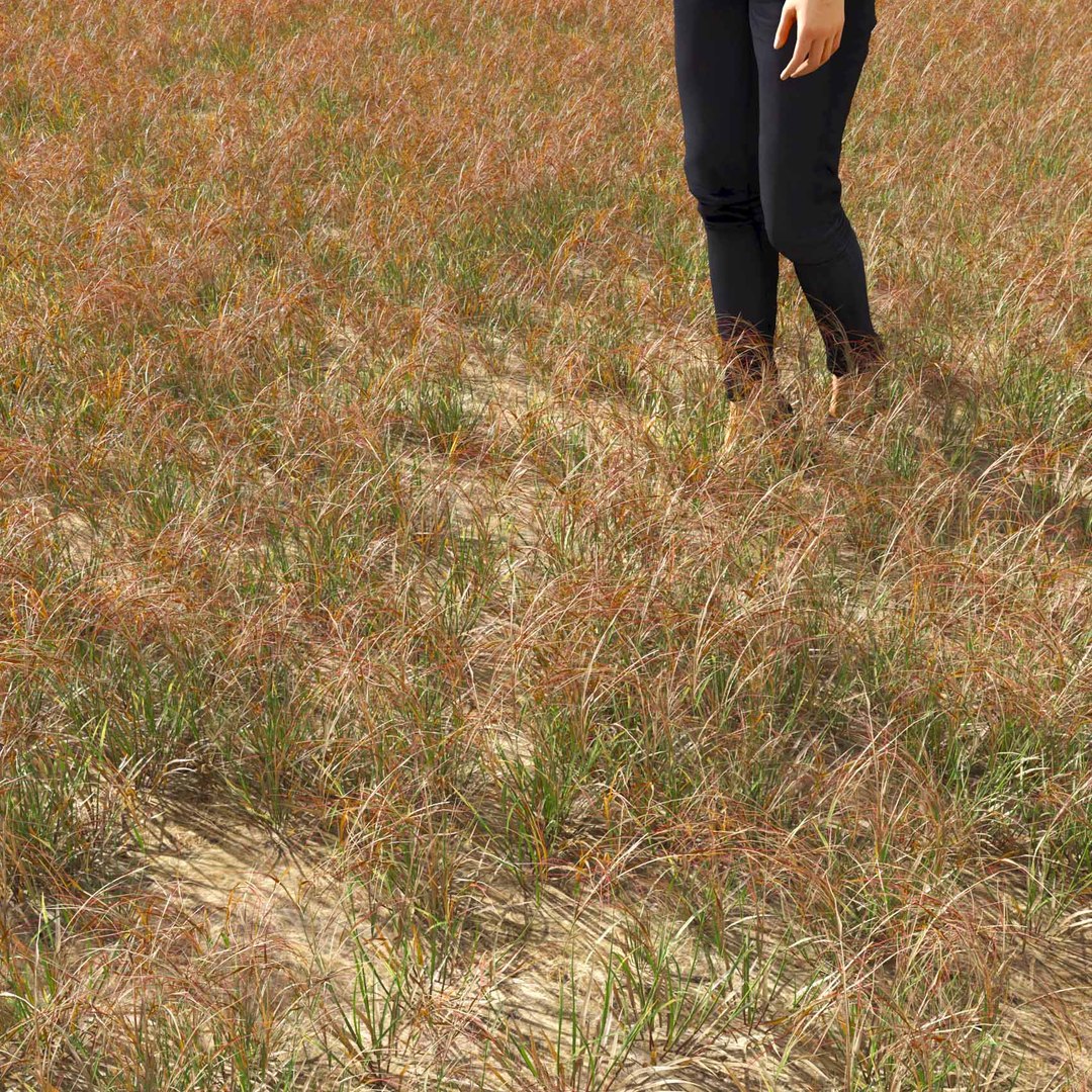 Real Grass 3D https://p.turbosquid.com/ts-thumb/OZ/wuh43I/bX/vparistidapurpureav1field/jpg/1695472687/1920x1080/fit_q87/eed8f59a3e7e18c4ddcb89e3b81092e6c33d925e/vparistidapurpureav1field.jpg