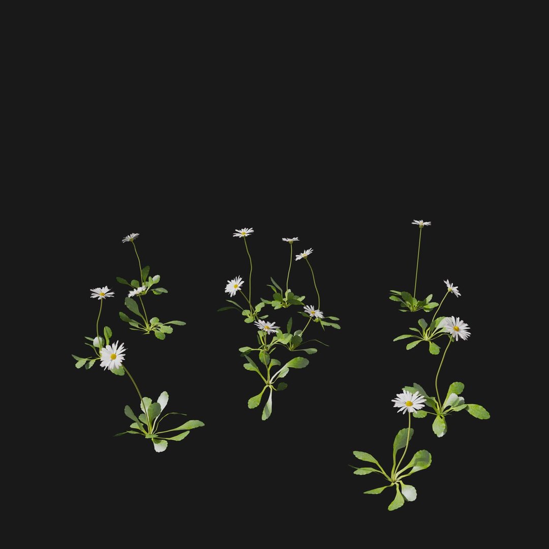 Real Grass 3D https://p.turbosquid.com/ts-thumb/OZ/wuh43I/bu/vpbellisperennisv4/jpg/1695472694/1920x1080/fit_q87/c4f3feb2f99bf6b5d0977cdf8dbcc2558360c094/vpbellisperennisv4.jpg