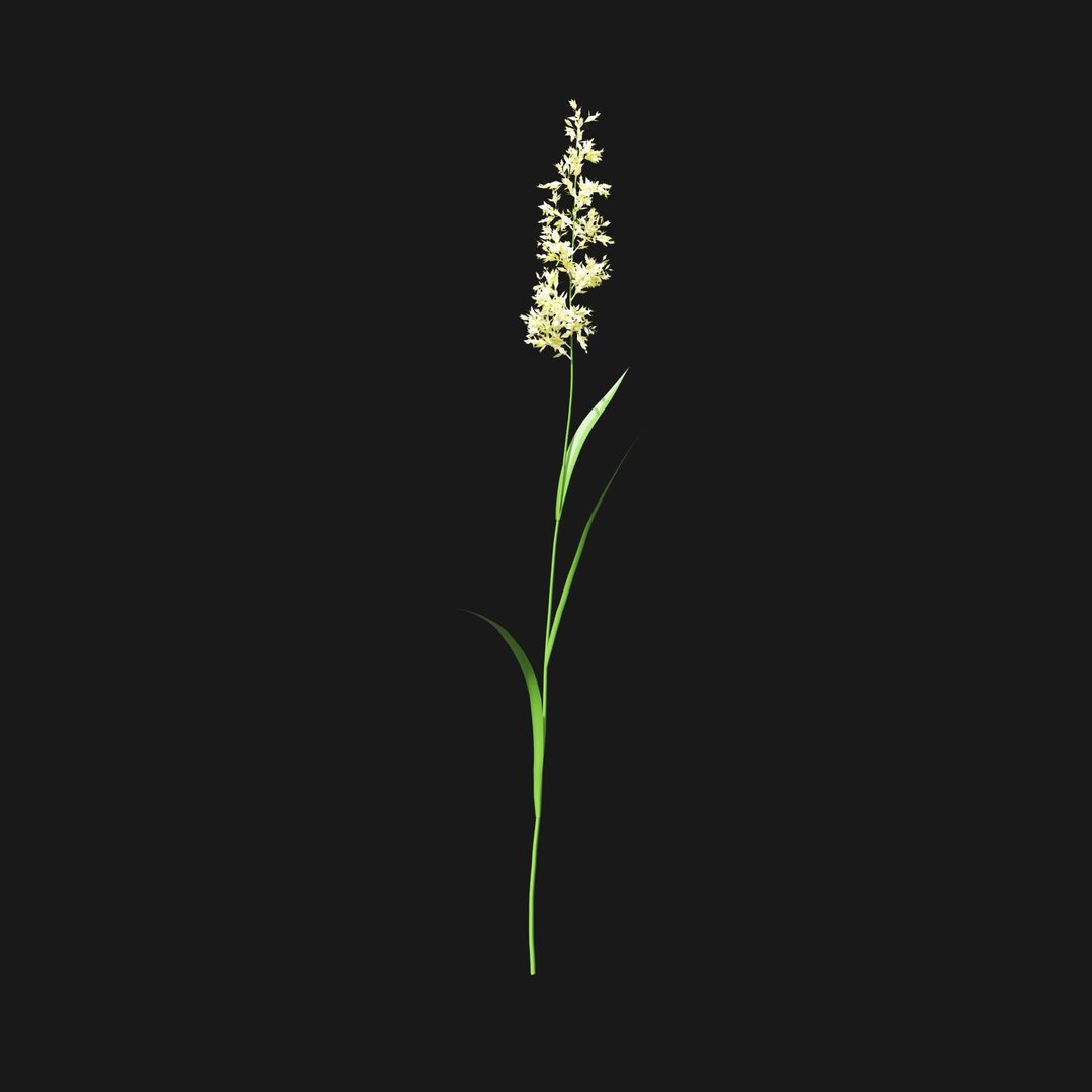 Real Grass 3D https://p.turbosquid.com/ts-thumb/OZ/wuh43I/cH/vpphalarisarundinaceav2/jpg/1695472765/1920x1080/fit_q87/fdad47ce1f9cd979f2159bc7a5782056cef3013b/vpphalarisarundinaceav2.jpg