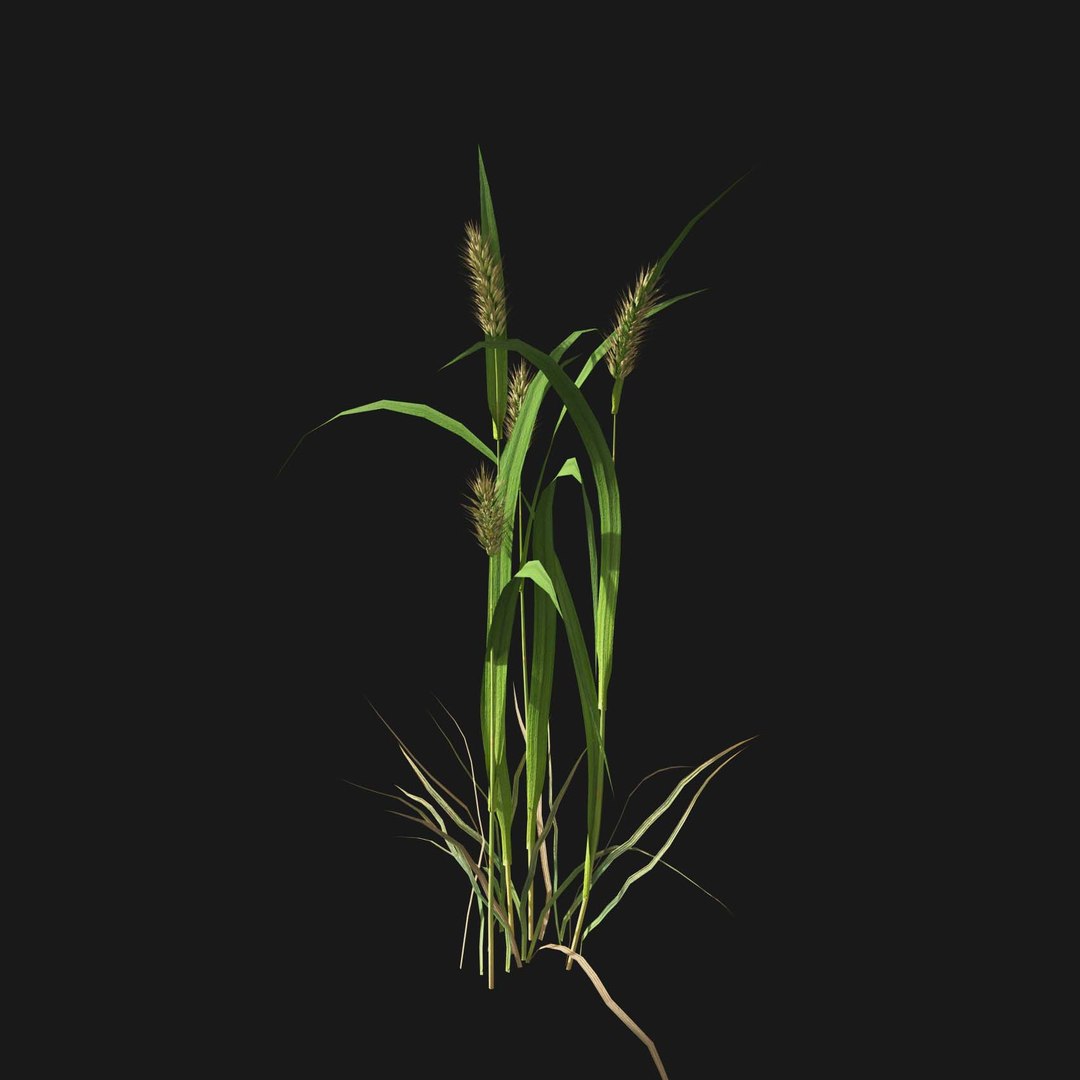 Real Grass 3D https://p.turbosquid.com/ts-thumb/OZ/wuh43I/cR/vpalopecuruspratensisv1/jpg/1695472681/1920x1080/fit_q87/1fdd751680d0b78eae2c13782d54583da9d4126c/vpalopecuruspratensisv1.jpg