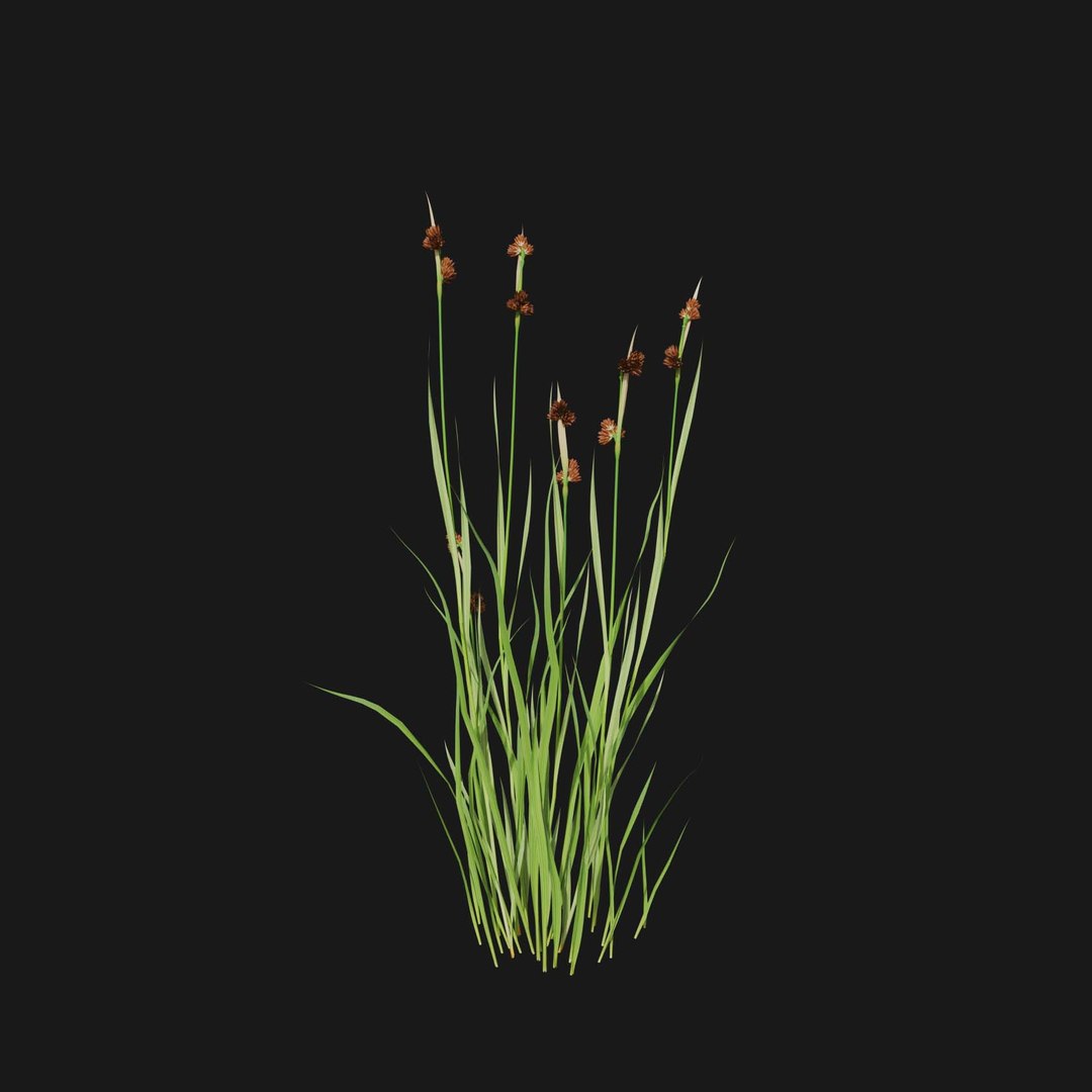 Real Grass 3D https://p.turbosquid.com/ts-thumb/OZ/wuh43I/cu/vpjuncusensifoliusv5/jpg/1695472743/1920x1080/fit_q87/003a836d2b4bfb6da0d25bb9fdbaa6664e6bc068/vpjuncusensifoliusv5.jpg