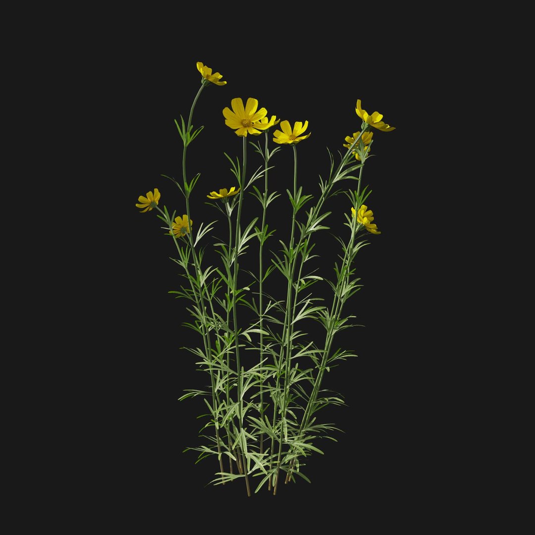 Real Grass 3D https://p.turbosquid.com/ts-thumb/OZ/wuh43I/dB/vpcoreopsispalmatav2/jpg/1695472706/1920x1080/fit_q87/e4594e5906b128f5203e9b10d59256b31371fa04/vpcoreopsispalmatav2.jpg