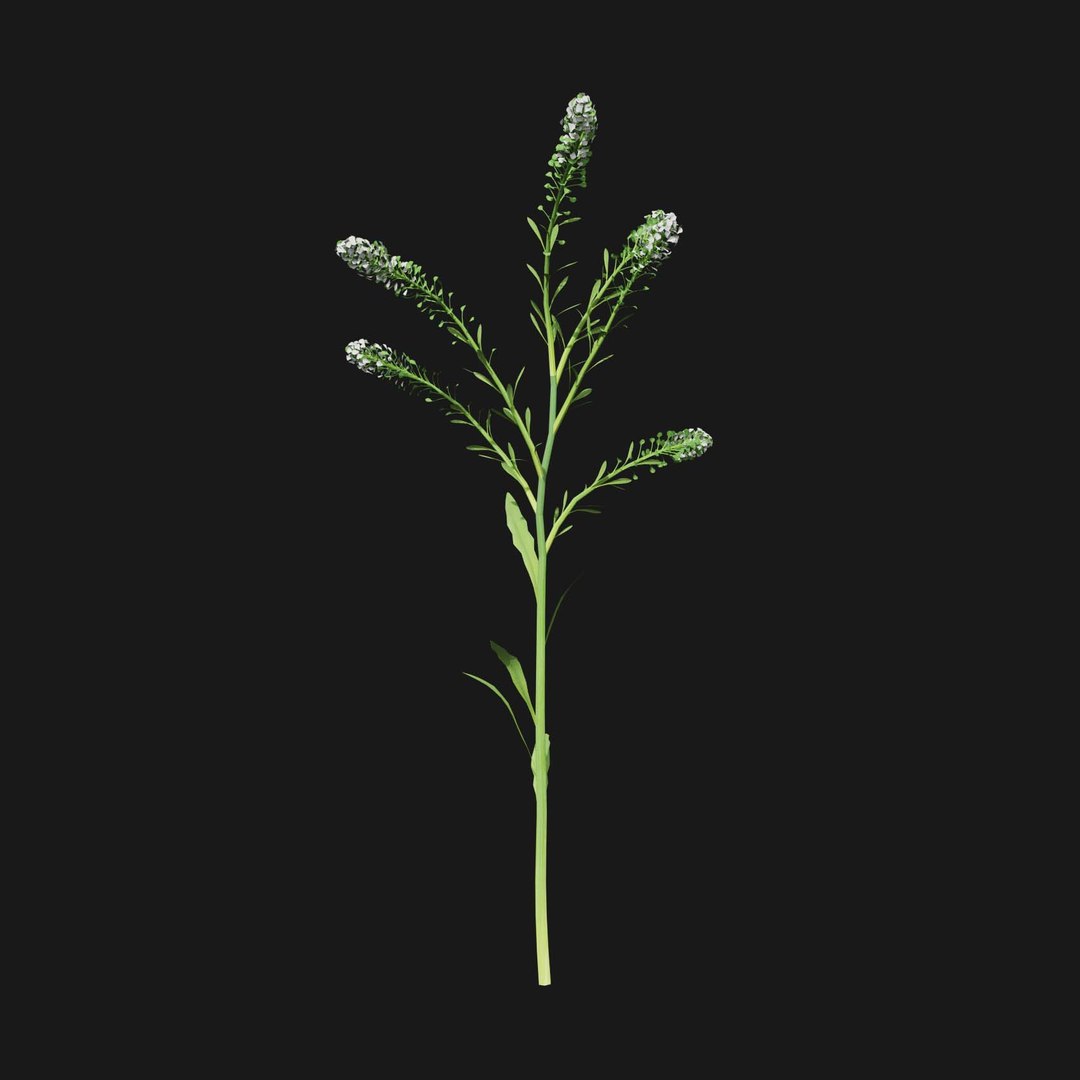 Real Grass 3D https://p.turbosquid.com/ts-thumb/OZ/wuh43I/dk/vplepidiumvirginicumv4/jpg/1695472747/1920x1080/fit_q87/4b54460b1b6f9e041bd04bc37b5521be5df55671/vplepidiumvirginicumv4.jpg