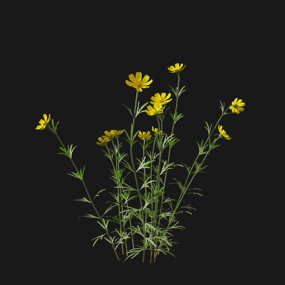 Real Grass 3D https://p.turbosquid.com/ts-thumb/OZ/wuh43I/dw/vpcoreopsispalmatav3/jpg/1695472707/1920x1080/fit_q87/f6cba56466240d3d2101e98ef6b64a8fcab6e8ee/vpcoreopsispalmatav3.jpg