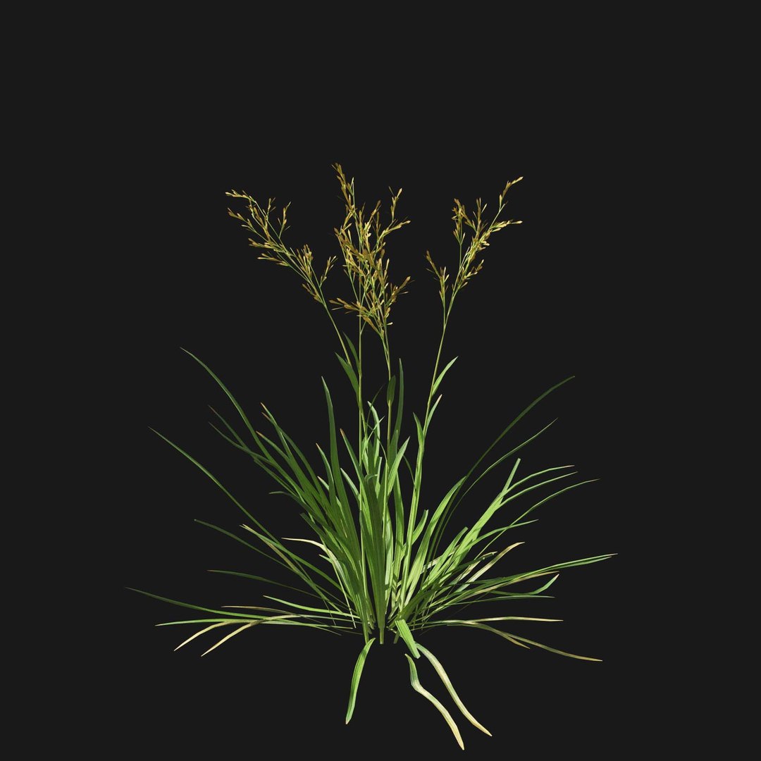 Real Grass 3D https://p.turbosquid.com/ts-thumb/OZ/wuh43I/eF/vpfestucabaffinensisv2/jpg/1695472722/1920x1080/fit_q87/b7912414fab9345470c0acfbed6937e7aa24ec0d/vpfestucabaffinensisv2.jpg