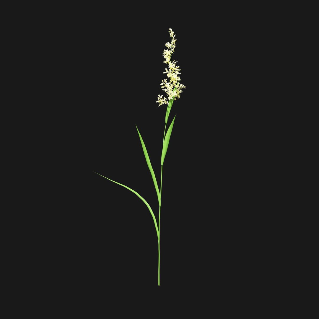 Real Grass 3D https://p.turbosquid.com/ts-thumb/OZ/wuh43I/fG/vpphalarisarundinaceav6/jpg/1695472768/1920x1080/fit_q87/b5e43c3689e8564f9efa5b8728e13b9921c90938/vpphalarisarundinaceav6.jpg