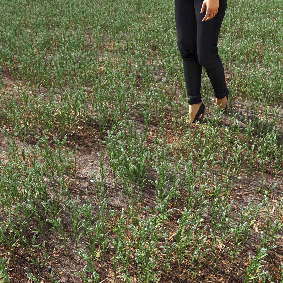 Real Grass 3D https://p.turbosquid.com/ts-thumb/OZ/wuh43I/gJ/vplepidiumvirginicumv7field/jpg/1695472750/1920x1080/fit_q87/aa0a6f69ba2e6e64c8086037b1b0ecf87abcc3d4/vplepidiumvirginicumv7field.jpg