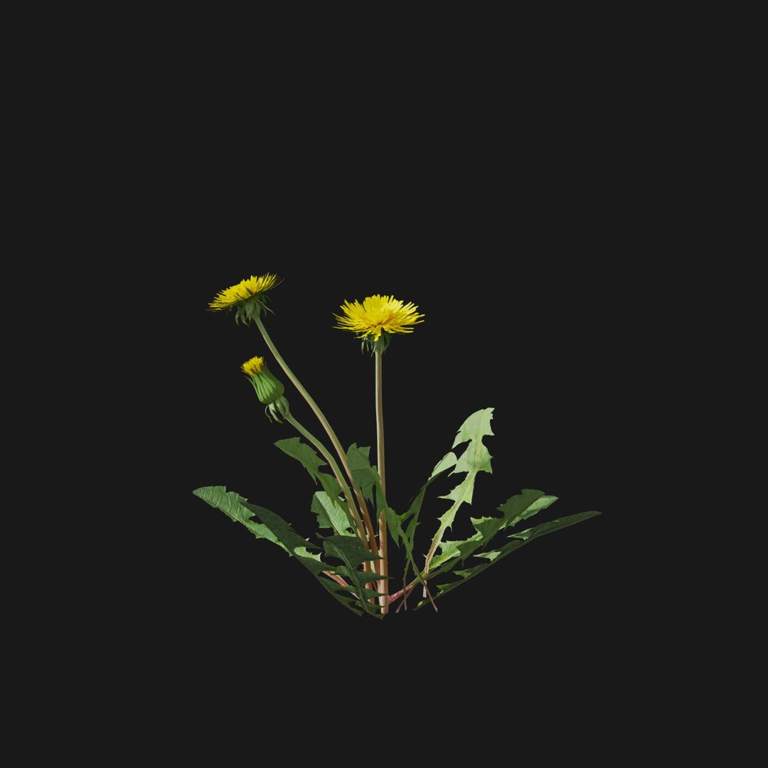 Real Grass 3D https://p.turbosquid.com/ts-thumb/OZ/wuh43I/hQ/vpdandelionv6/jpg/1695472720/1920x1080/fit_q87/41eac1c709a1003e41ab86c0bf08f8869483478e/vpdandelionv6.jpg