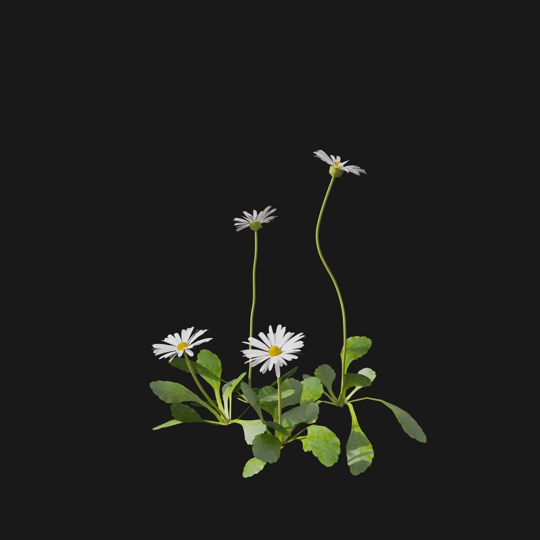 Real Grass 3D https://p.turbosquid.com/ts-thumb/OZ/wuh43I/iy/vpbellisperennisv6/jpg/1695472696/1920x1080/fit_q87/b85f325f0d605c1f2d9b00b85f4f4b9fab225ef5/vpbellisperennisv6.jpg