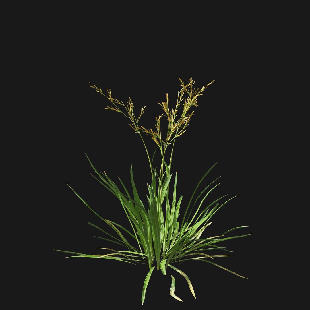 Real Grass 3D https://p.turbosquid.com/ts-thumb/OZ/wuh43I/jS/vpfestucabaffinensisv3/jpg/1695472723/1920x1080/fit_q87/ce9ce6f8d28ca5847daa63f967e3c7ffb4cc6e2c/vpfestucabaffinensisv3.jpg