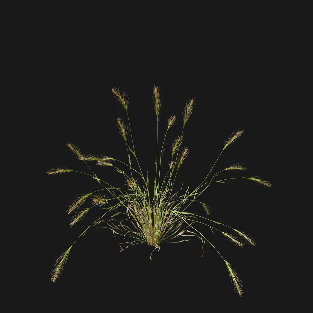 Real Grass 3D https://p.turbosquid.com/ts-thumb/OZ/wuh43I/jV/vphordeumv4/jpg/1695472736/1920x1080/fit_q87/64ba1dca81ad7399d8acf335c3c1e4e628cd78c7/vphordeumv4.jpg