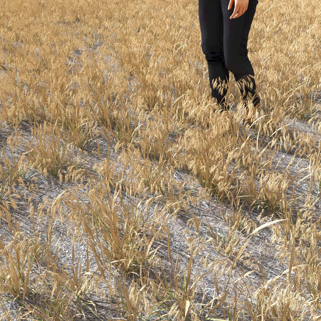 Real Grass 3D https://p.turbosquid.com/ts-thumb/OZ/wuh43I/jb/vpbromustectorumv1field/jpg/1695472699/1920x1080/fit_q87/fb86a61e532d2ee6b474a00b319e14739d353775/vpbromustectorumv1field.jpg