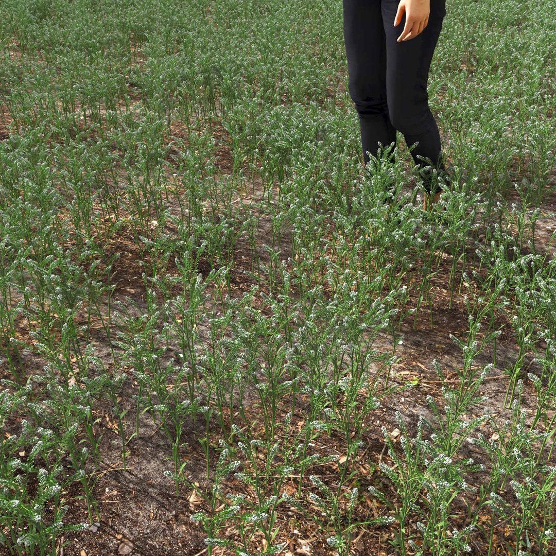 Real Grass 3D https://p.turbosquid.com/ts-thumb/OZ/wuh43I/jk/vplepidiumvirginicumv5field/jpg/1695472748/1920x1080/fit_q87/f346ab8588965027f02ff43e0b810d1d4d9d52b9/vplepidiumvirginicumv5field.jpg