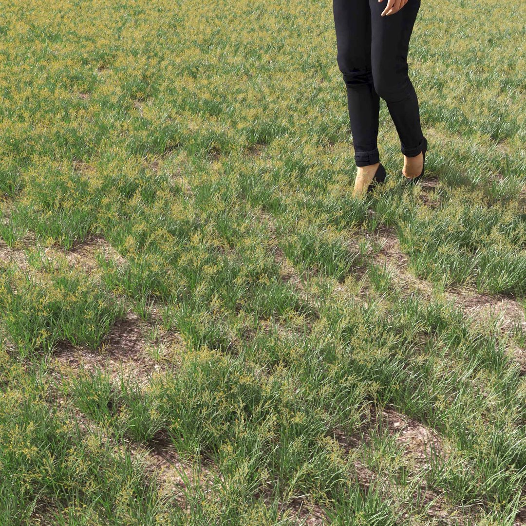 Real Grass 3D https://p.turbosquid.com/ts-thumb/OZ/wuh43I/l8/vpfestucabaffinensisv5field/jpg/1695472725/1920x1080/fit_q87/ce079283d306d4173d02bc5563c5a48864dd599d/vpfestucabaffinensisv5field.jpg