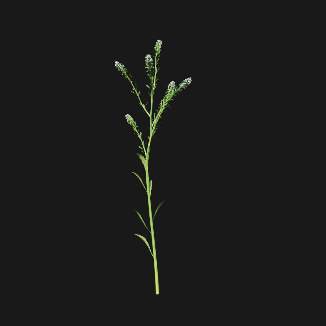 Real Grass 3D https://p.turbosquid.com/ts-thumb/OZ/wuh43I/lI/vplepidiumvirginicumv5/jpg/1695472748/1920x1080/fit_q87/efc2ab0ffcea8af53176946ae9569513e0745665/vplepidiumvirginicumv5.jpg