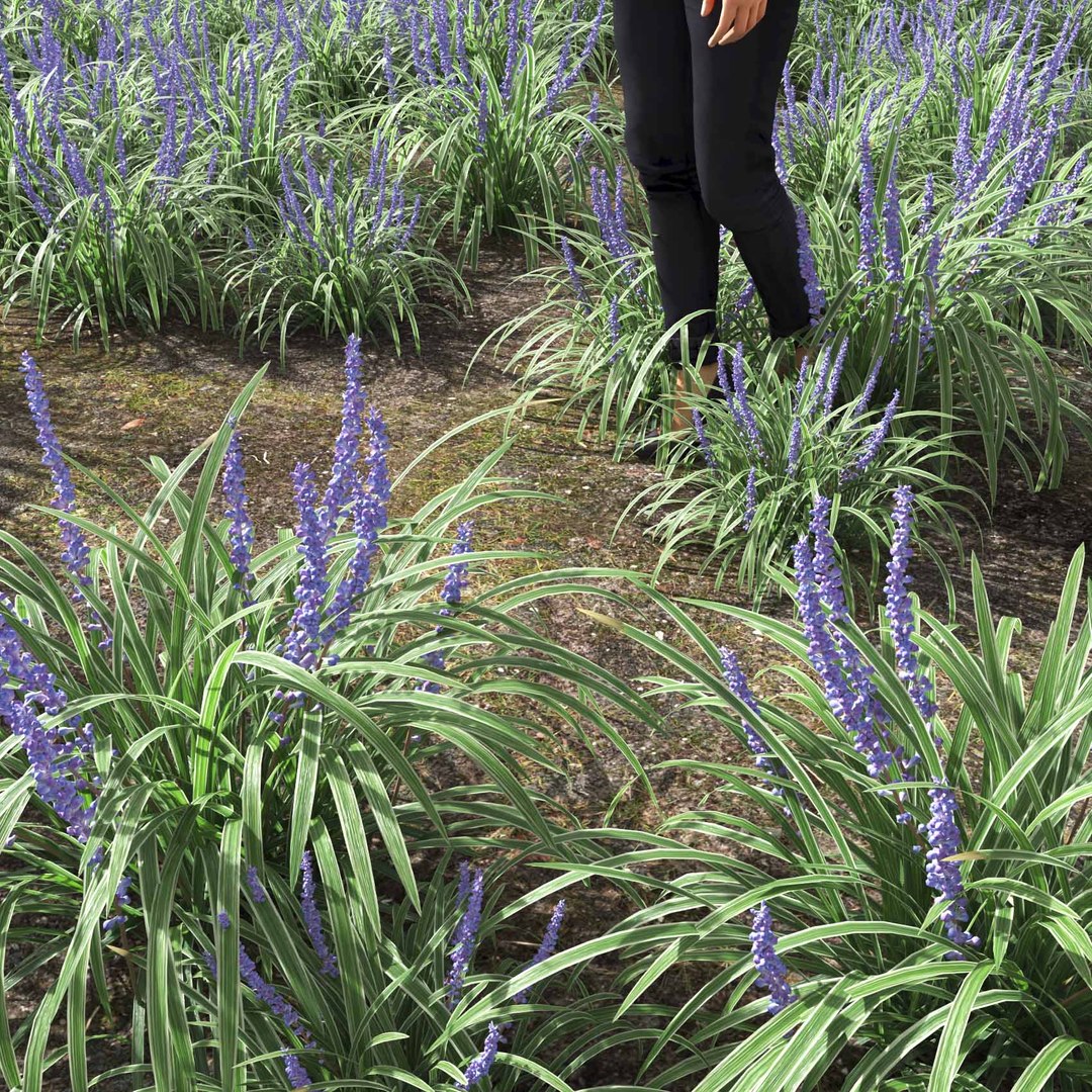 Real Grass 3D https://p.turbosquid.com/ts-thumb/OZ/wuh43I/lJ/vpliriopemuscariv2field/jpg/1695472759/1920x1080/fit_q87/d380b7cde7a6e5a0840cb90c1a4989cb23171807/vpliriopemuscariv2field.jpg
