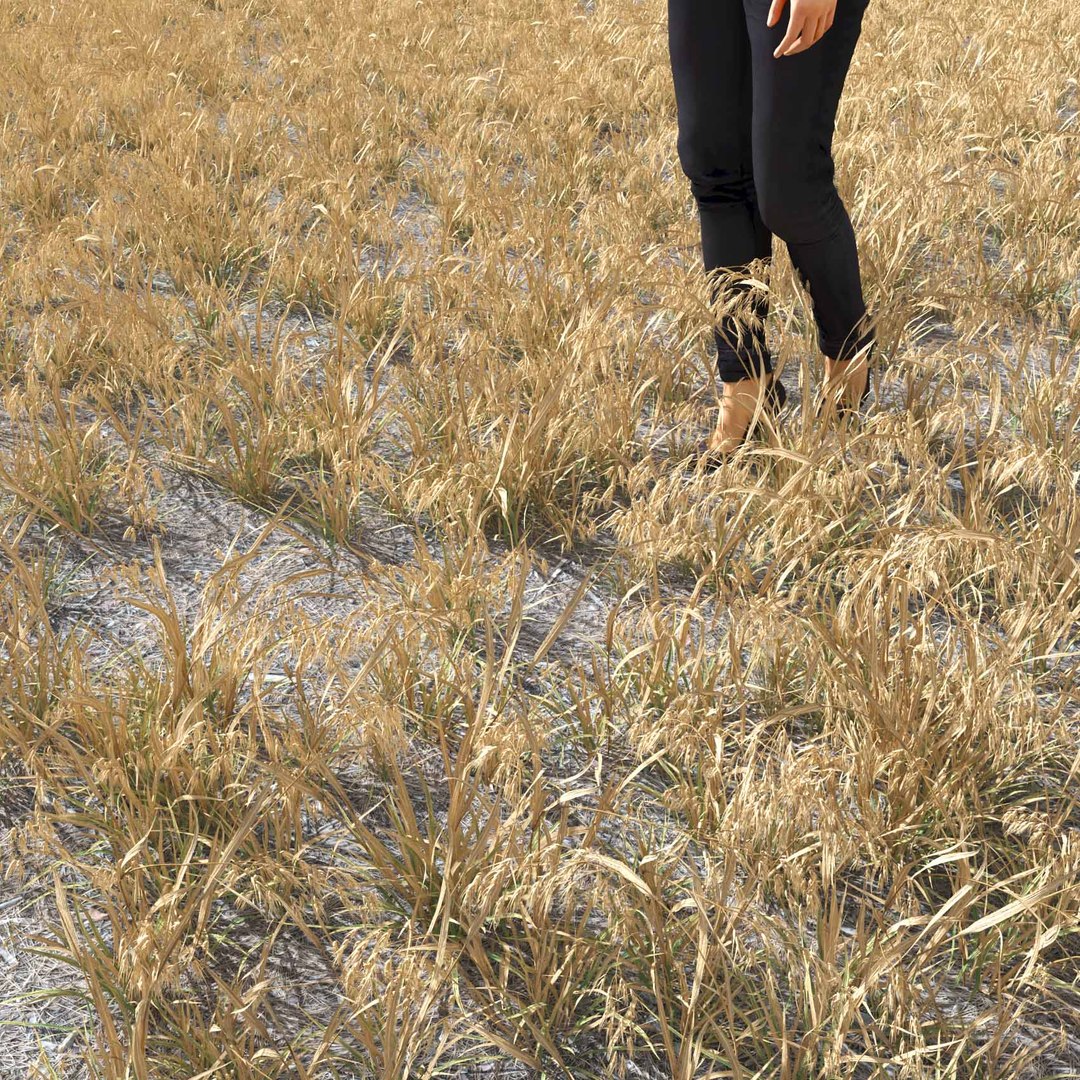 Real Grass 3D https://p.turbosquid.com/ts-thumb/OZ/wuh43I/lO/vpbromustectorumv3field/jpg/1695472701/1920x1080/fit_q87/26bb6038180d7b922d647395aec5432aabb13e4a/vpbromustectorumv3field.jpg