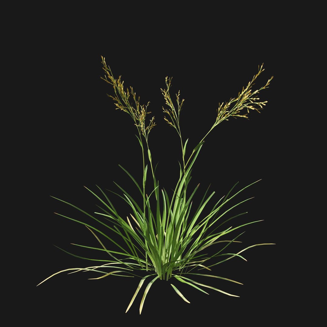 Real Grass 3D https://p.turbosquid.com/ts-thumb/OZ/wuh43I/m6/vpfestucabaffinensisv1/jpg/1695472721/1920x1080/fit_q87/fa76c0a0aab6c548405bea2041ec9aca1913c72e/vpfestucabaffinensisv1.jpg
