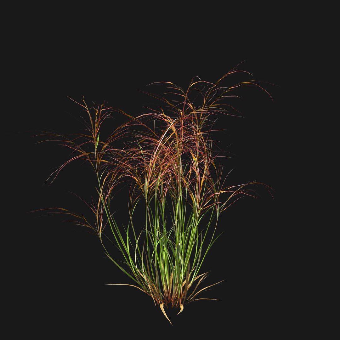 Real Grass 3D https://p.turbosquid.com/ts-thumb/OZ/wuh43I/mS/vparistidapurpureav2/jpg/1695472687/1920x1080/fit_q87/18d6c1db297f367e3cc25351de30a0b275e4f1cf/vparistidapurpureav2.jpg