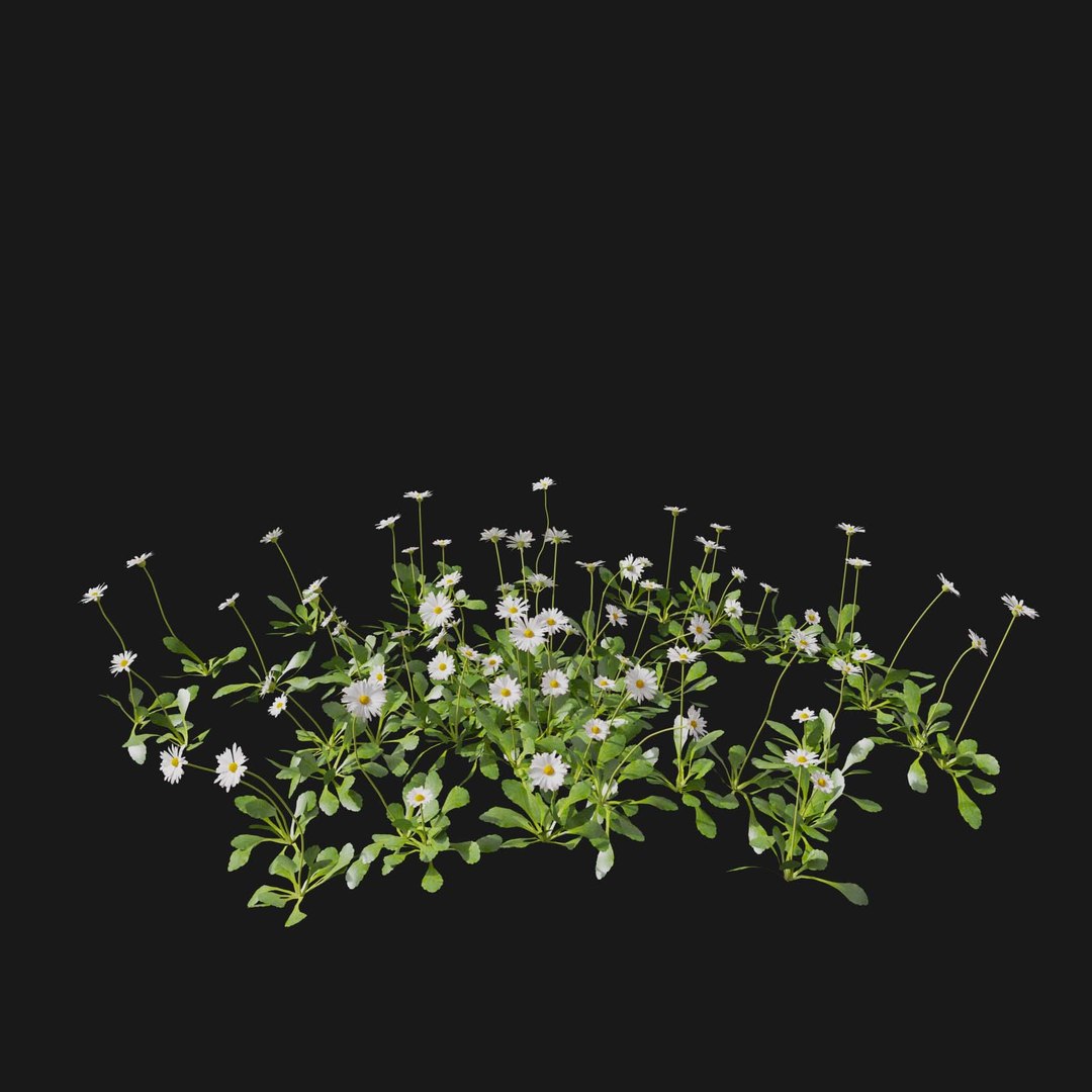 Real Grass 3D https://p.turbosquid.com/ts-thumb/OZ/wuh43I/mp/vpbellisperennisv3/jpg/1695472693/1920x1080/fit_q87/7b7161b60170bf61e3beb18a009232d4ef26cf4a/vpbellisperennisv3.jpg