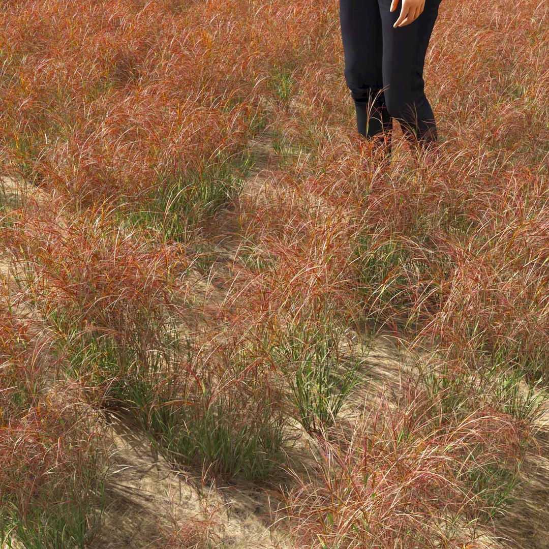 Real Grass 3D https://p.turbosquid.com/ts-thumb/OZ/wuh43I/nt/vparistidapurpureav5field/jpg/1695472690/1920x1080/fit_q87/fa66cc64e4eee4787f922ccc0c51961535fd8f08/vparistidapurpureav5field.jpg