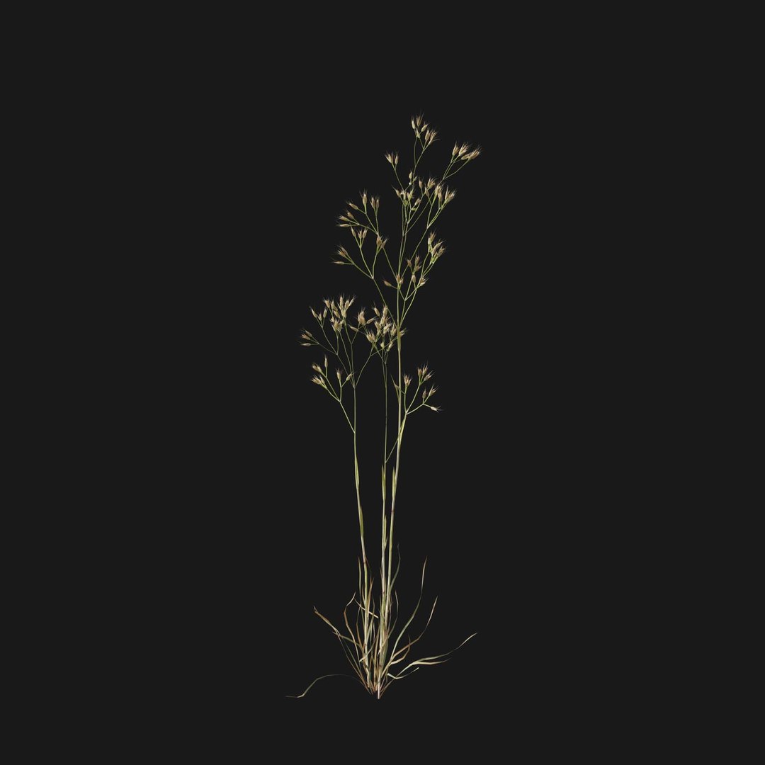 Real Grass 3D https://p.turbosquid.com/ts-thumb/OZ/wuh43I/o8/vpairacaryophv4/jpg/1695472678/1920x1080/fit_q87/5f23c5f8c17dd554d42cd6491a27ead7d0ebcdaf/vpairacaryophv4.jpg