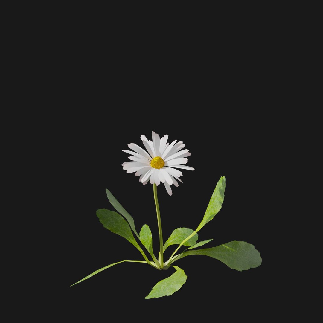 Real Grass 3D https://p.turbosquid.com/ts-thumb/OZ/wuh43I/oD/vpbellisperennisv8/jpg/1695472698/1920x1080/fit_q87/1fe08c5183fd393e6dfc67fa2f95e6077fdce79b/vpbellisperennisv8.jpg