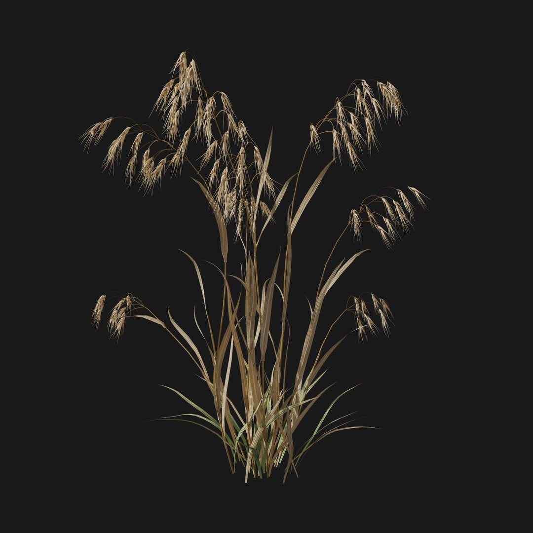 Real Grass 3D https://p.turbosquid.com/ts-thumb/OZ/wuh43I/oy/vpbromustectorumv2/jpg/1695472700/1920x1080/fit_q87/ac3be75c620dd855c87a08ab2298c05340d5336a/vpbromustectorumv2.jpg