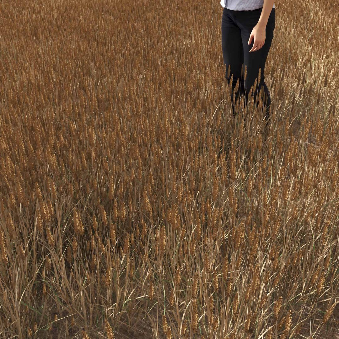 Real Grass 3D https://p.turbosquid.com/ts-thumb/OZ/wuh43I/pO/vpphleumpratensev2field/jpg/1695472772/1920x1080/fit_q87/8066131b13d94fa5c6ee6e59f2bd25dfc57cb7a4/vpphleumpratensev2field.jpg
