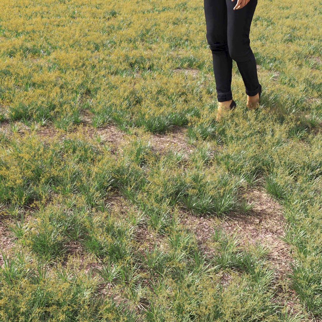 Real Grass 3D https://p.turbosquid.com/ts-thumb/OZ/wuh43I/pW/vpfestucabaffinensisv4field/jpg/1695472724/1920x1080/fit_q87/14165e4777ea0de7fe0dc10c3c7b2c26fb72f276/vpfestucabaffinensisv4field.jpg