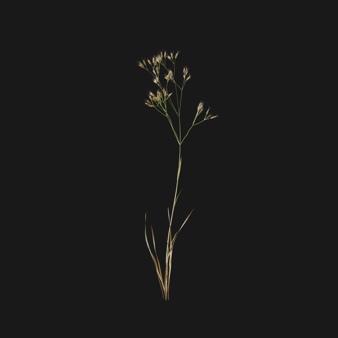 Real Grass 3D https://p.turbosquid.com/ts-thumb/OZ/wuh43I/q3/vpairacaryophv1/jpg/1695472675/1920x1080/fit_q87/5db4a0aa4a603b3502482fb39c999ad0267469fe/vpairacaryophv1.jpg