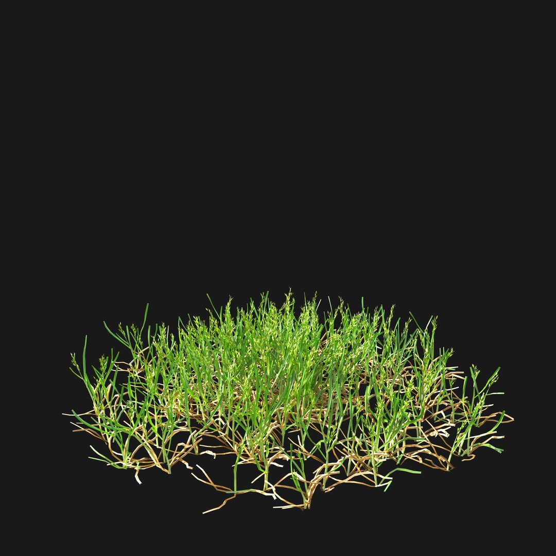 Real Grass 3D https://p.turbosquid.com/ts-thumb/OZ/wuh43I/qZ/vppoapratensisv21/jpg/1695472785/1920x1080/fit_q87/11eff74c6332d614ad22d3c2ed461a4177885c34/vppoapratensisv21.jpg