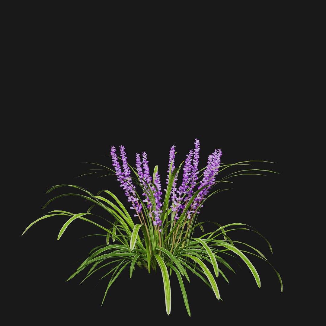 Real Grass 3D https://p.turbosquid.com/ts-thumb/OZ/wuh43I/qb/vpliriopemuscariv3/jpg/1695472760/1920x1080/fit_q87/ff2439082ddab8fb3395622dac5ca719d944f54f/vpliriopemuscariv3.jpg