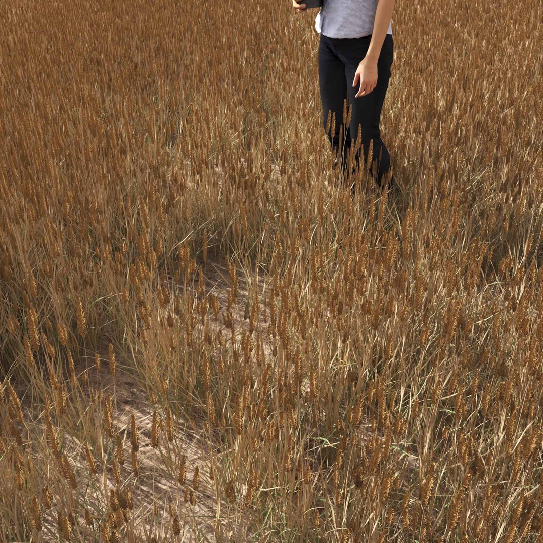 Real Grass 3D https://p.turbosquid.com/ts-thumb/OZ/wuh43I/rU/vpphleumpratensev4field/jpg/1695472773/1920x1080/fit_q87/31e2eecceea734c3d55574f30e2588fd0c8e0468/vpphleumpratensev4field.jpg