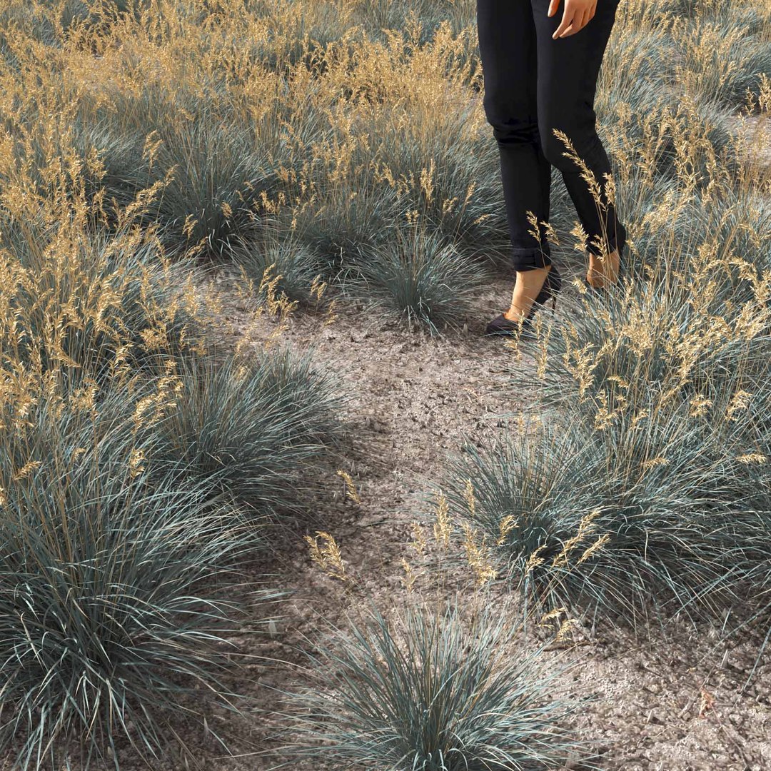 Real Grass 3D https://p.turbosquid.com/ts-thumb/OZ/wuh43I/rg/vphelictotrichonv3field/jpg/1695472730/1920x1080/fit_q87/a717681206e824390a207ea93a8ac80381b54b62/vphelictotrichonv3field.jpg