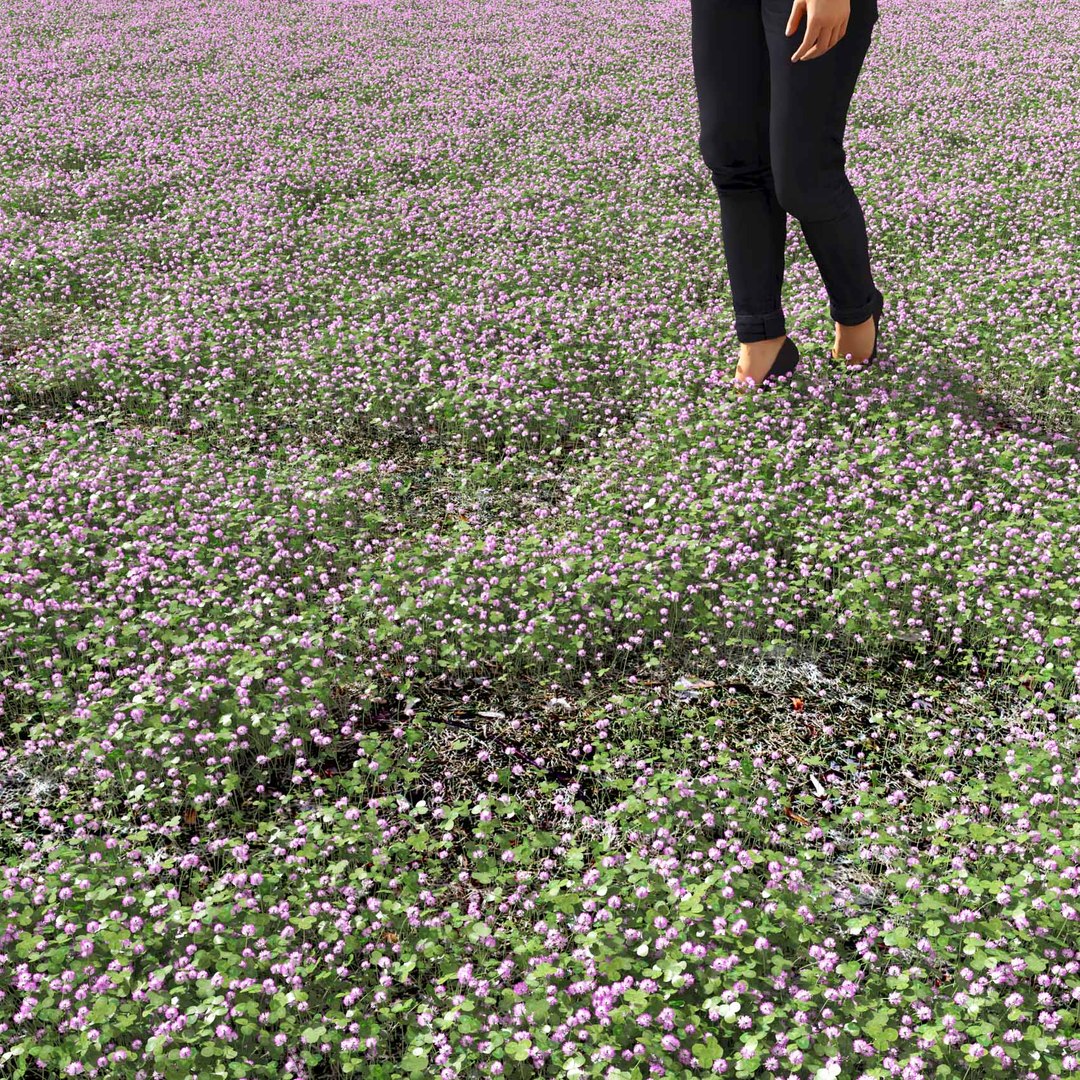 Real Grass 3D https://p.turbosquid.com/ts-thumb/OZ/wuh43I/rg/vptrifoliumv1field/jpg/1695472789/1920x1080/fit_q87/df13c22eb0f6751d0df0e86d1db98622fbacd8a7/vptrifoliumv1field.jpg