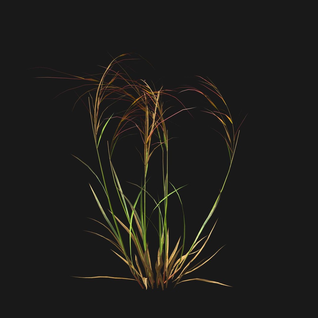 Real Grass 3D https://p.turbosquid.com/ts-thumb/OZ/wuh43I/sD/vparistidapurpureav1/jpg/1695472686/1920x1080/fit_q87/32d2c7b4a5d7c1d89ab52ebfdf8a9bbfeeefecae/vparistidapurpureav1.jpg