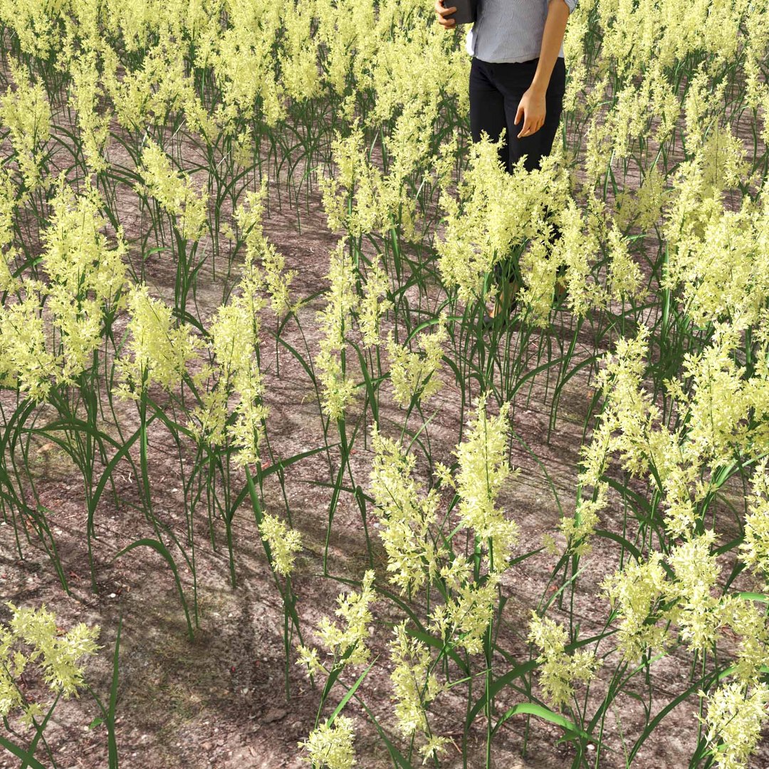 Real Grass 3D https://p.turbosquid.com/ts-thumb/OZ/wuh43I/so/vpphalarisarundinaceav1field/jpg/1695472764/1920x1080/fit_q87/b0240b7af8436545dcbbab3ceb579be041f808ea/vpphalarisarundinaceav1field.jpg