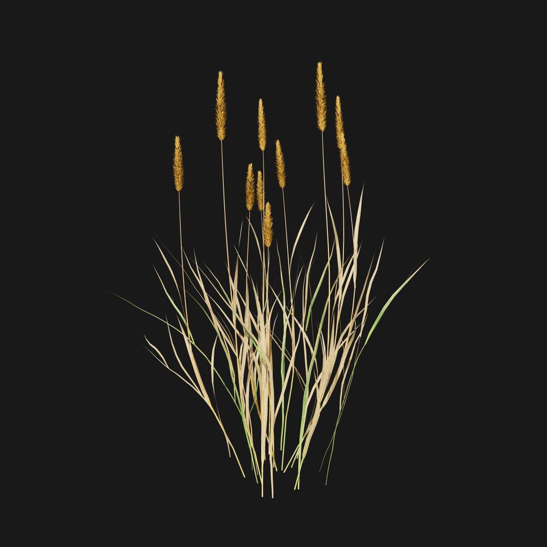 Real Grass 3D https://p.turbosquid.com/ts-thumb/OZ/wuh43I/sq/vpphleumpratensev2/jpg/1695472771/1920x1080/fit_q87/70b127004016f94f96233fbdd13dcf6e52a09f62/vpphleumpratensev2.jpg