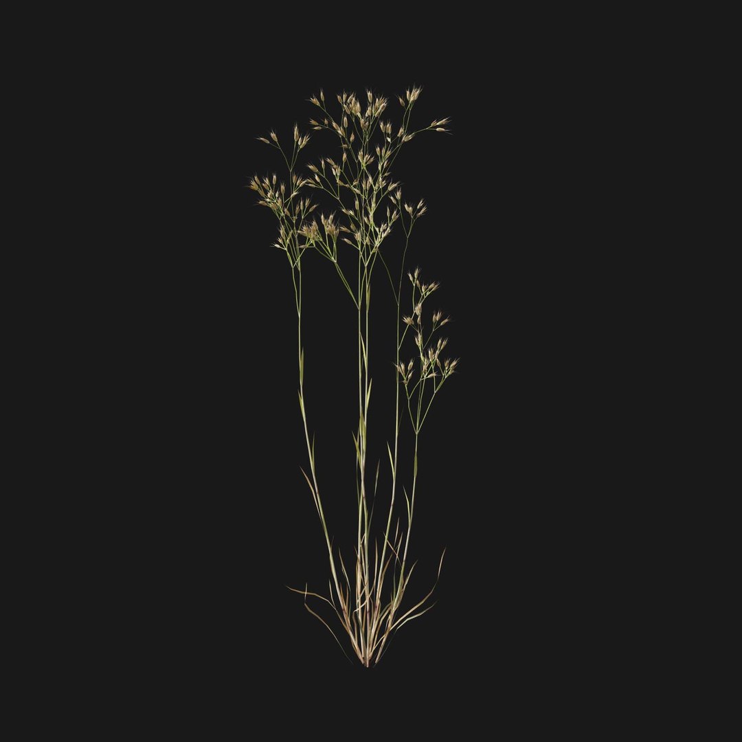 Real Grass 3D https://p.turbosquid.com/ts-thumb/OZ/wuh43I/t2/vpairacaryophv5/jpg/1695472679/1920x1080/fit_q87/eb72f8535a0a0218c7bb54706617fd111f5b1517/vpairacaryophv5.jpg
