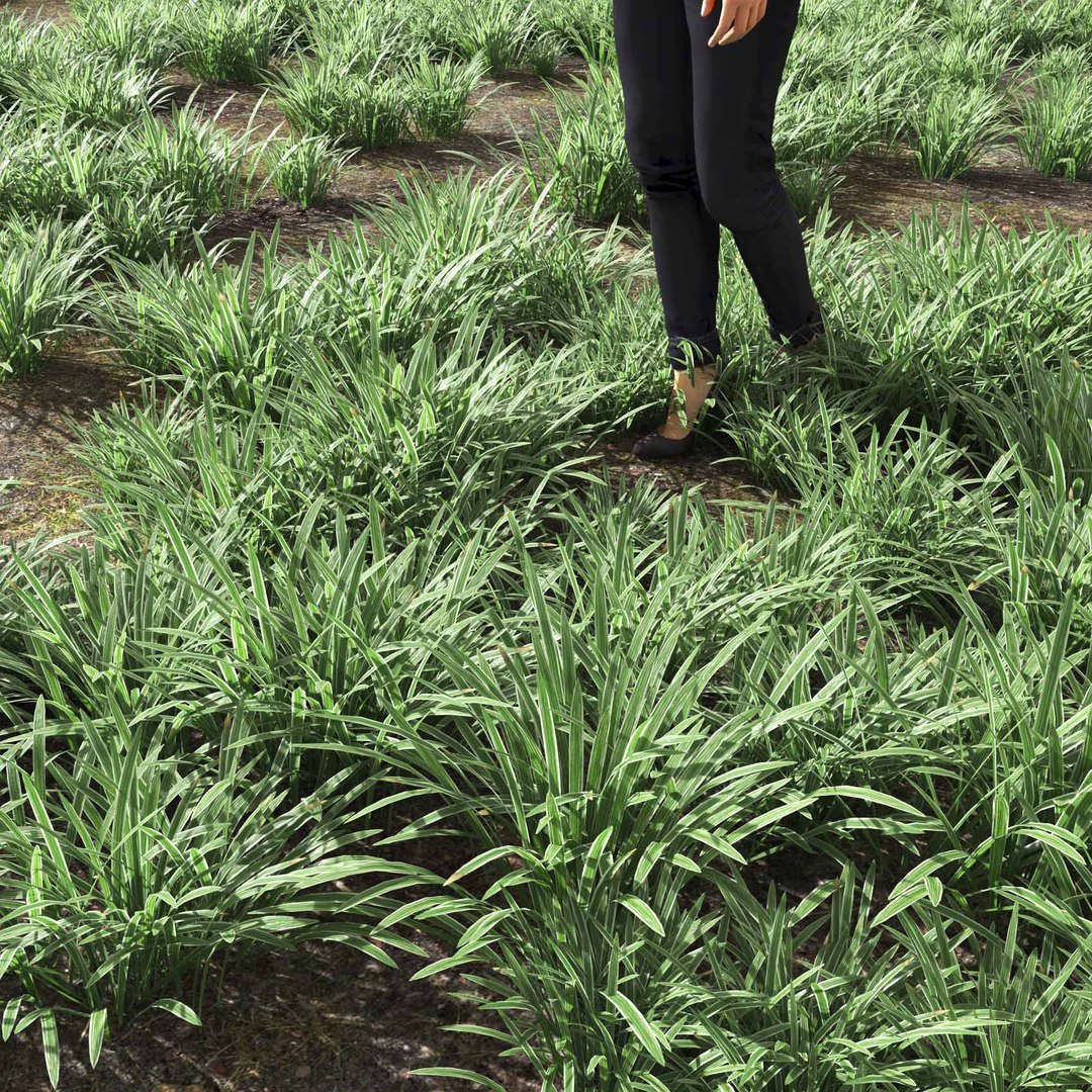 Real Grass 3D https://p.turbosquid.com/ts-thumb/OZ/wuh43I/tH/vpliriopemuscariv6field/jpg/1695472763/1920x1080/fit_q87/92d6cb8c4204111c3c3842ca480d8acc821c3e36/vpliriopemuscariv6field.jpg
